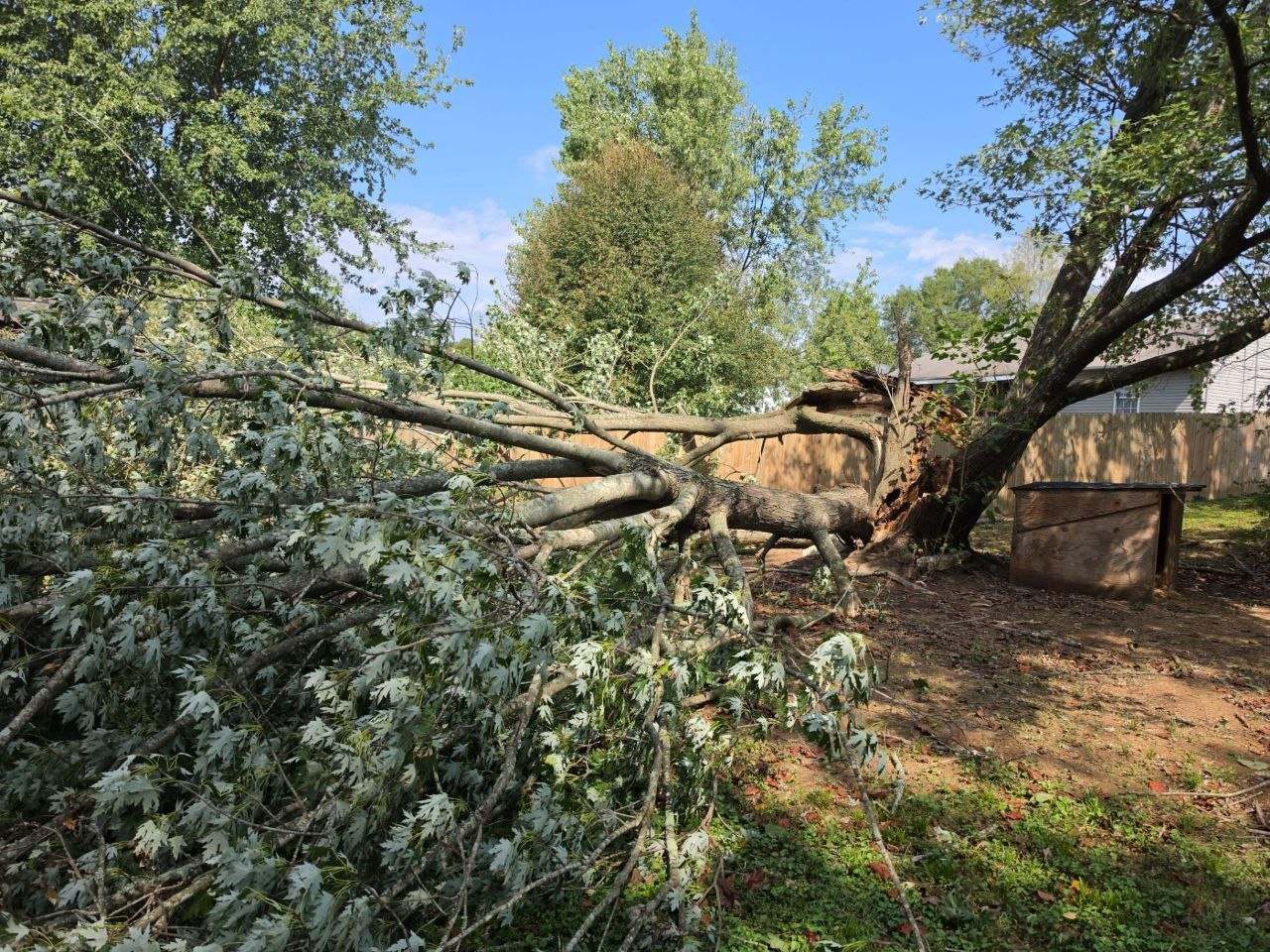 Fallen tree limb across a lawn after a storm